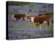 Hereford Cattle in Meadow of Bluebonnets, Texas Hill Country, Texas, USA-Adam Jones-Premier Image Canvas