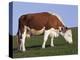 Hereford Cow Grazing on Hillside, Chalk Farm, Willingdon, East Sussex, England-Ian Griffiths-Premier Image Canvas