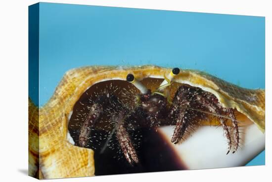 Hermit Crab in a Shell (Dardanus Megistos)-Reinhard Dirscherl-Premier Image Canvas