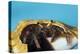 Hermit Crab in a Shell (Dardanus Megistos)-Reinhard Dirscherl-Premier Image Canvas