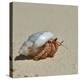 Hermit Crab on a Beach at Maldives-haveseen-Premier Image Canvas