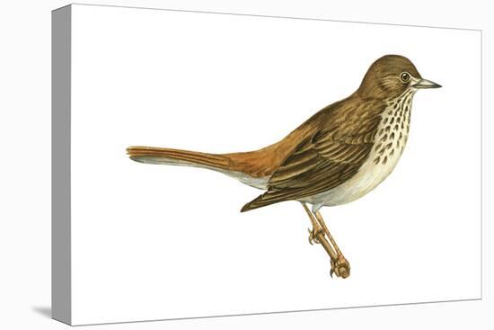 Hermit Thrush (Catharus Guttatus), Birds-Encyclopaedia Britannica-Stretched Canvas