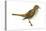 Hermit Thrush (Catharus Guttatus), Birds-Encyclopaedia Britannica-Stretched Canvas