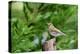 Hermit Thrush-Gary Carter-Premier Image Canvas