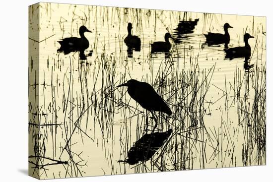 Heron and Ducks, Loxahatchee NWR, Everglades, Florida-Rob Sheppard-Premier Image Canvas