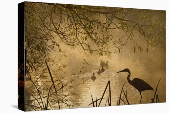 Heron Autumn Mist over Woodland Pond with Ducks-null-Premier Image Canvas