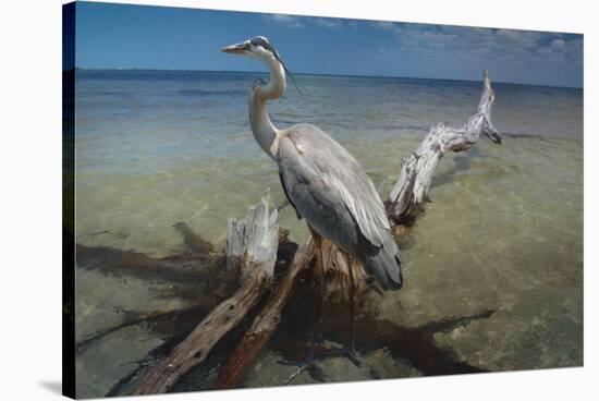 Heron Crossroad-Steve Hunziker-Stretched Canvas