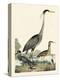 Heron Family I-A. Wilson-Stretched Canvas
