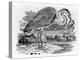 Heron, Illustration from 'A History of British Birds' by Thomas Bewick, First Published 1797-Thomas Bewick-Premier Image Canvas