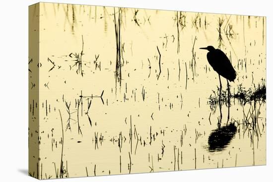 Heron in Loxahatchee National Wildlife Refuge, Everglades, Florida-Rob Sheppard-Premier Image Canvas
