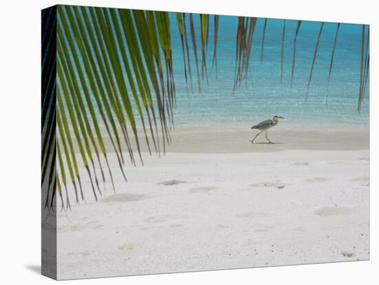 Heron Wading Along Water's Edge on Tropical Beach, Maldives, Indian Ocean-Papadopoulos Sakis-Premier Image Canvas