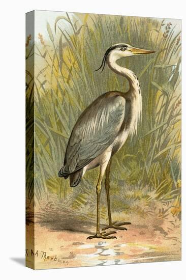 Heron-English-Premier Image Canvas