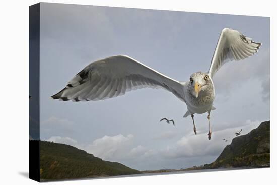 Herring Gull (Larus argentatus) close up of juvenile in flight, Flatanger, Norway, October-Markus Varesvuo-Premier Image Canvas