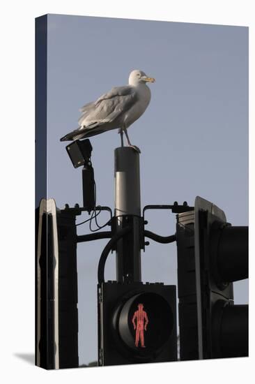 Herring Gull (Larus Argentatus) Perched on Traffic Light Support Post by a Pedestrian Crossing-Nick Upton-Premier Image Canvas