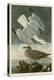 Herring Gull-John James Audubon-Stretched Canvas