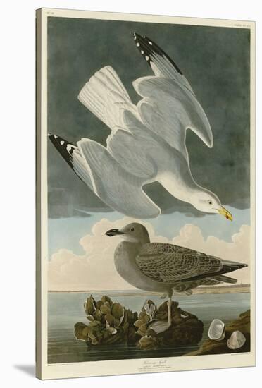 Herring Gull-John James Audubon-Stretched Canvas