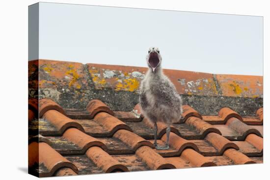 Herring Gull-null-Premier Image Canvas