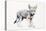 Hesitating Arabian Wolf Pup, 2009-Mark Adlington-Premier Image Canvas