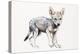Hesitating Arabian Wolf Pup, 2009-Mark Adlington-Premier Image Canvas