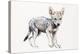 Hesitating Arabian Wolf Pup, 2009-Mark Adlington-Premier Image Canvas