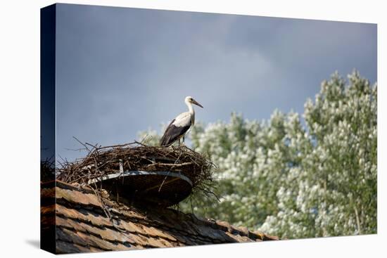 Hesitation-Philippe Sainte-Laudy-Premier Image Canvas