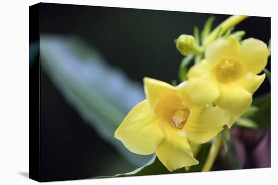 Heterixalus madagascariensis frog inside a flower, Ivoloina Zoological Park, Tamatave, Madagascar, -Christian Kober-Premier Image Canvas