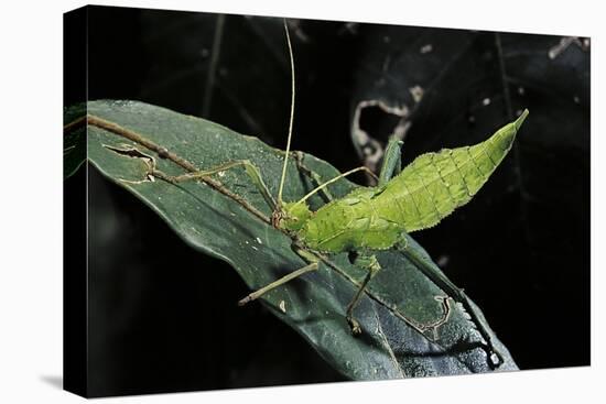 Heteropteryx Dilatata (Jungle Nymph, Malaysian Stick Insect) - Larva-Paul Starosta-Premier Image Canvas