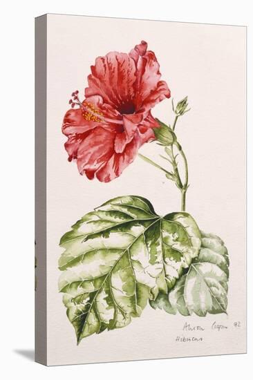 Hibiscus, 1992-Alison Cooper-Premier Image Canvas