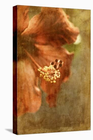 Hibiscus 1-Thea Schrack-Premier Image Canvas