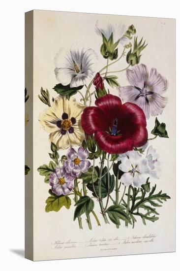 Hibiscus Africanus Botanical Illustration-null-Premier Image Canvas