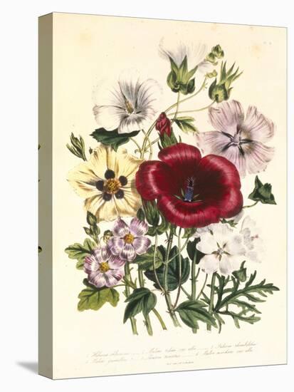 Hibiscus Africanus, Malope Trifeda and Lavatera Trimestra, c.1800-null-Premier Image Canvas