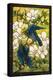 Hibiscus and Parrots, C.1910-20 (Leaded Fravile Glass)-Louis Comfort Tiffany-Premier Image Canvas
