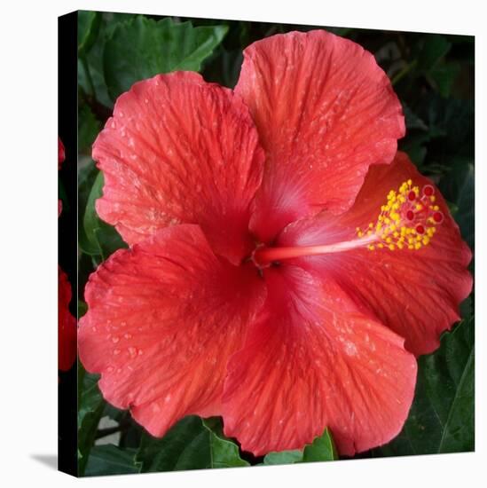 Hibiscus Bloom-Herb Dickinson-Premier Image Canvas