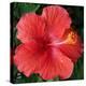 Hibiscus Bloom-Herb Dickinson-Premier Image Canvas