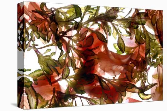 Hibiscus Coleus Array, 2009-Julia McLemore-Premier Image Canvas