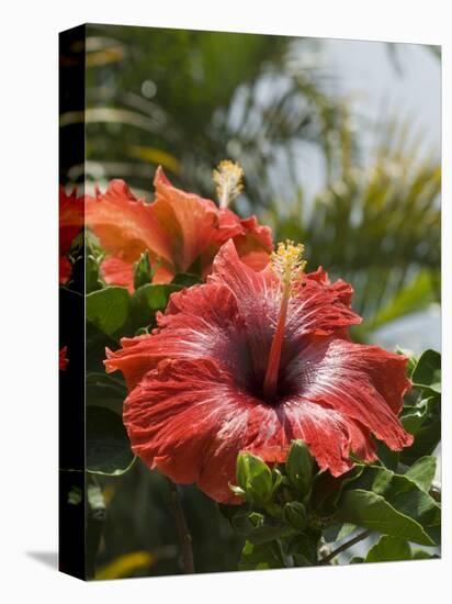 Hibiscus, Costa Rica-Robert Harding-Premier Image Canvas