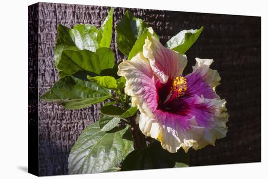 Hibiscus Flower, California-Zandria Muench Beraldo-Premier Image Canvas