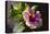 Hibiscus Flower, California-Zandria Muench Beraldo-Premier Image Canvas