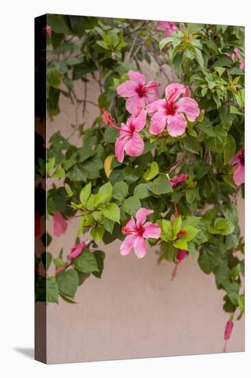 Hibiscus Flower, Cozumel, Mexico-Jim Engelbrecht-Premier Image Canvas