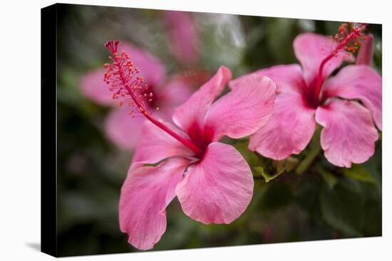 Hibiscus Flower, Cozumel, Mexico-Jim Engelbrecht-Premier Image Canvas