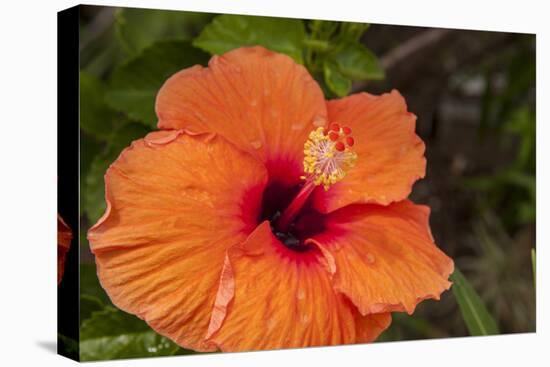 Hibiscus Flower, Cozumel, Mexico-Jim Engelbrecht-Premier Image Canvas