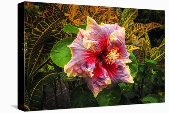 Hibiscus Flower in the Galaxy Garden, Paleaku Gardens Peace Sanctuary, Hawaii, Usa-Russ Bishop-Premier Image Canvas