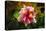 Hibiscus Flower in the Galaxy Garden, Paleaku Gardens Peace Sanctuary, Hawaii, Usa-Russ Bishop-Premier Image Canvas