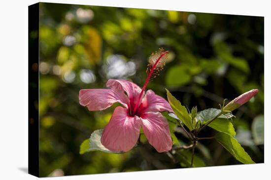 Hibiscus Flower, Roatan, Honduras-Jim Engelbrecht-Premier Image Canvas