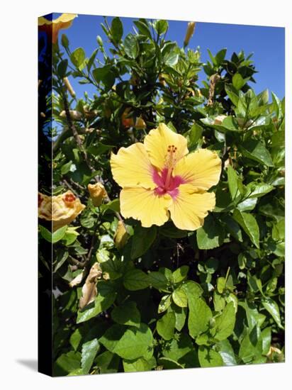 Hibiscus Flowers, Hotel Tecini, Santiago, La Gomera, Canary Islands, Atlantic, Spain, Africa-Harding Robert-Premier Image Canvas