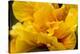 Hibiscus Folds-Chris Moyer-Premier Image Canvas