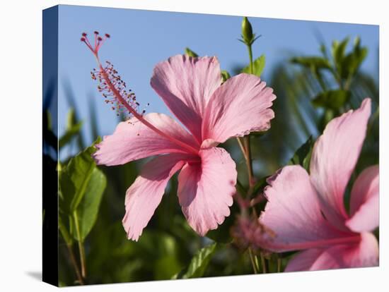 Hibiscus, Goa, India, Asia-Stuart Black-Premier Image Canvas