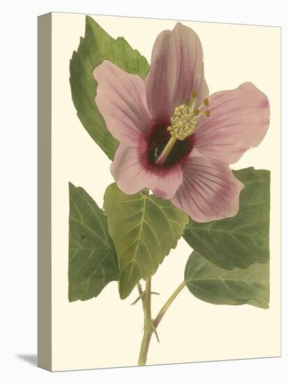 Hibiscus I-Cooke-Stretched Canvas