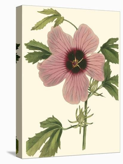 Hibiscus II-Cooke-Stretched Canvas