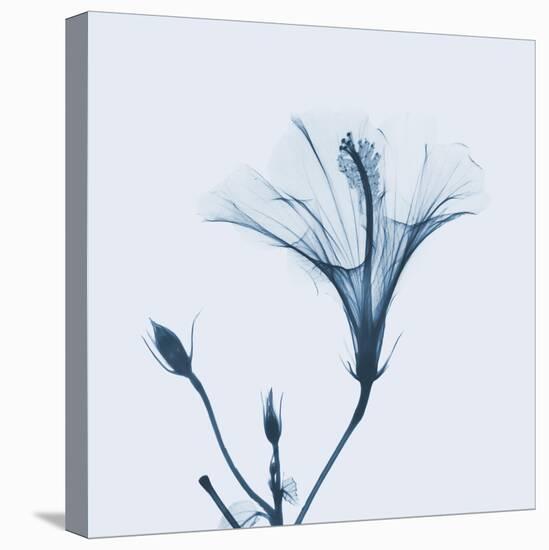 Hibiscus in Blue-Albert Koetsier-Stretched Canvas